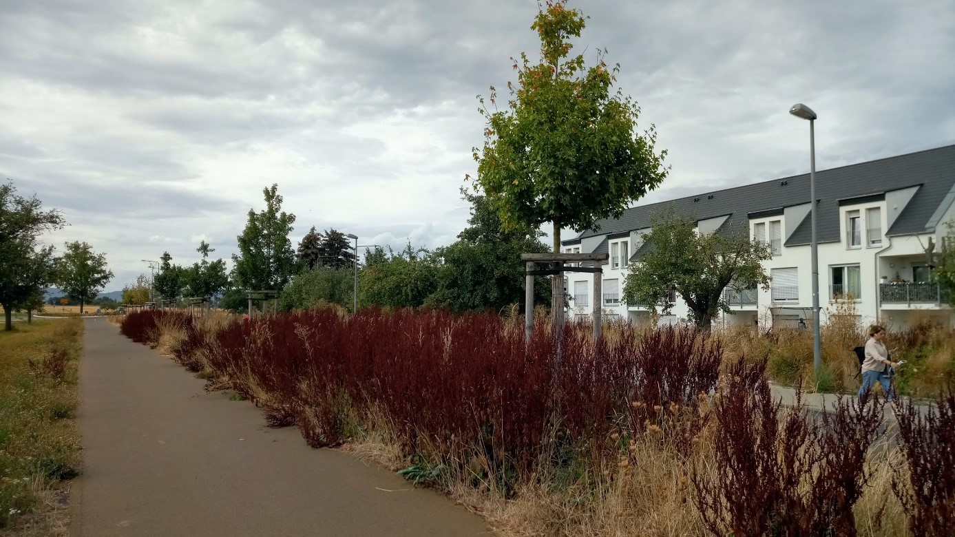 Besonders hübsch ist die Färbung der reifen Samenstände des krausen Ampfers (Rumex crispus).